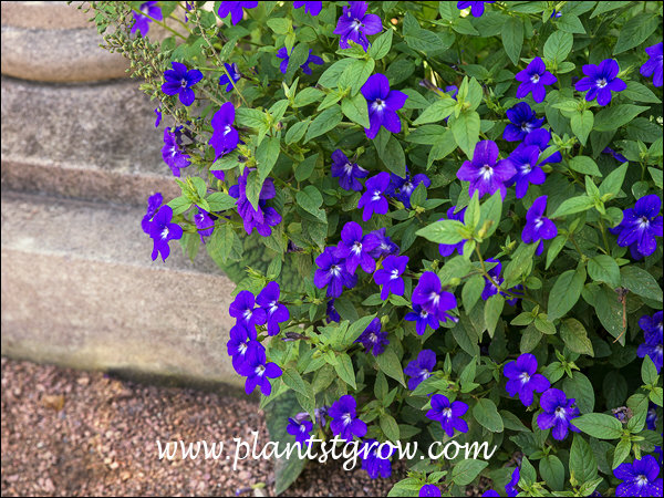 This demonstrates the cascading habit of the plant.  Nice blue to violet blue flowers.